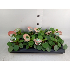 Pilea peperomoides