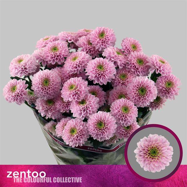 <h4>Chrys sp letsgo pink</h4>