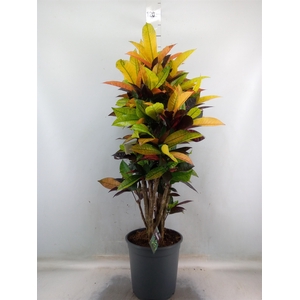 Codiaeum var. KL 'Mrs Iceton'