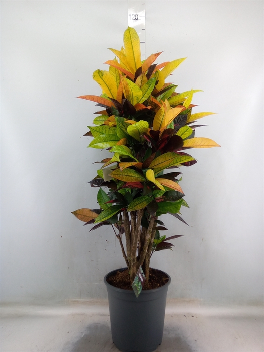 <h4>Codiaeum var. KL 'Mrs Iceton'</h4>