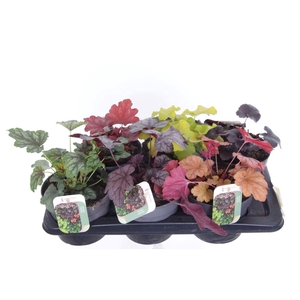 Heuchera Carnival