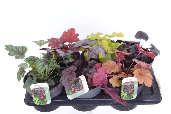 <h4>Heuchera Carnival</h4>