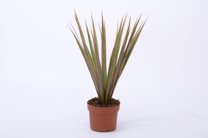 <h4>Dracaena marg. Bicolor</h4>