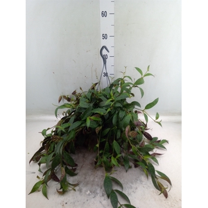 Aeschynanthus marmoratus