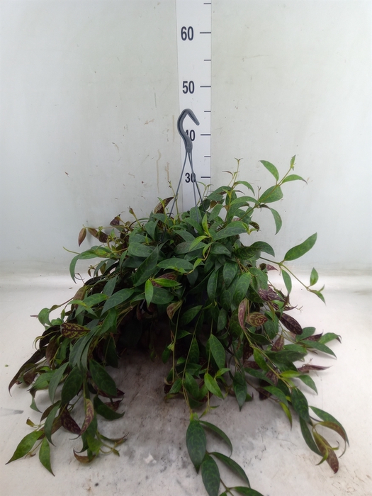 <h4>Aeschynanthus marmoratus</h4>