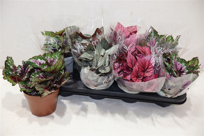 <h4>Beg Bel Gem</h4>