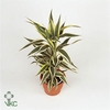 Dracaena Sanderiana white 19 cm (Decorum)