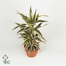 Dracaena sanderiana