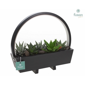 Lamp LED boog hout met Haworthia mix