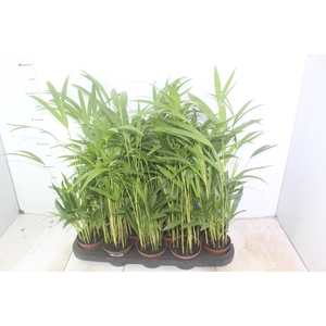 ARECA BAMBU P11