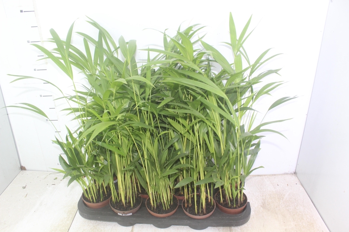 ARECA BAMBU P11