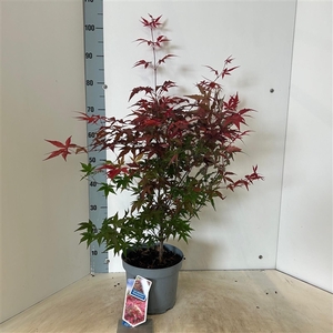 Acer pal. 'Atropurpureum' uit zaad