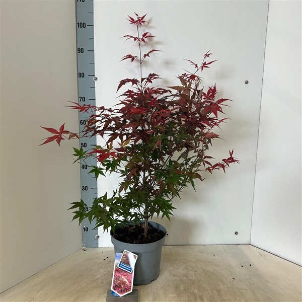 <h4>Acer pal. 'Atropurpureum' uit zaad</h4>