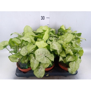 Syngonium  'Pixie'