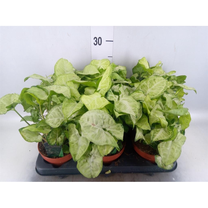 <h4>Syngonium  'Pixie'</h4>