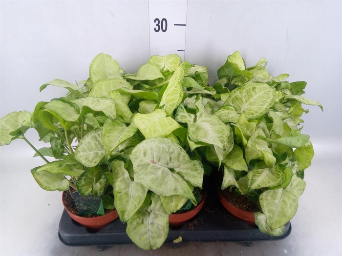 Syngonium  'Pixie'