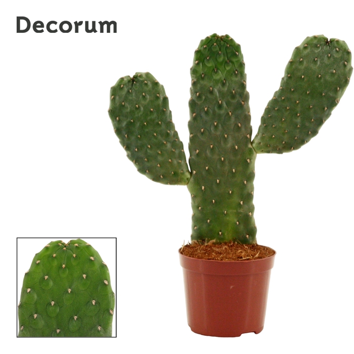 <h4>Opuntia Consolea Rubescens 9 cm (Decorum)</h4>