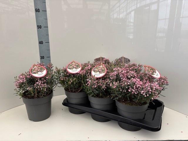 <h4>ANDROM PO BLUE ICE</h4>