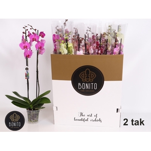 PHAL GEM 10 KL