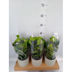 Anthurium andr. 'Smaragd'