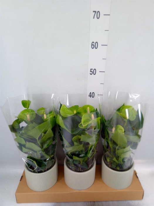 <h4>Anthurium andr. 'Smaragd'</h4>
