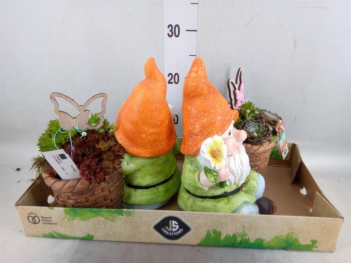 <h4>Arr.  Sempervivum L%</h4>