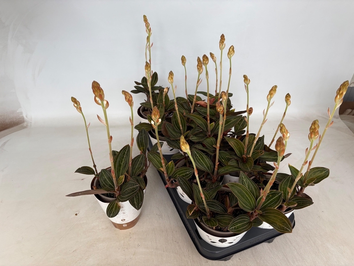 <h4>LUD DISCOLOR</h4>