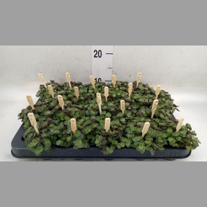 Callisia repens 'Turtle'