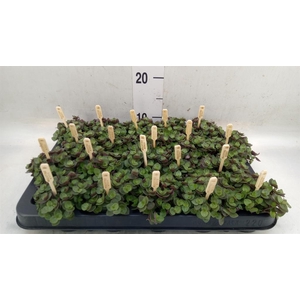 Callisia repens 'Turtle'