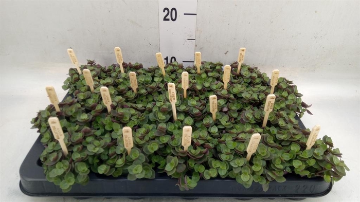 <h4>Callisia repens 'Turtle'</h4>