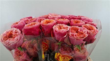 <h4>R GR SOUTHPARK LL</h4>