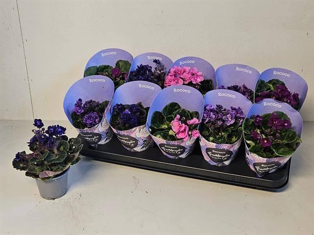 <h4>SAINTP IN ROCOCO GEM</h4>