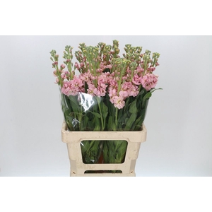 Matthiola incana 'Iron Apricot' Italy