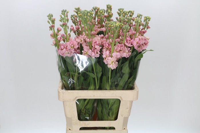 <h4>Matthiola incana 'Iron Apricot' Italy</h4>
