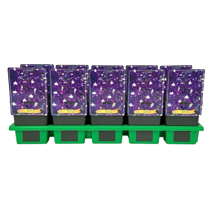 <h4>Delphinium Aurora Deep</h4>
