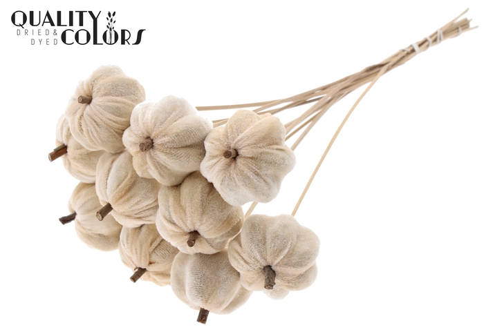 Velvet Pumpkin Ø6cm on stem Natural