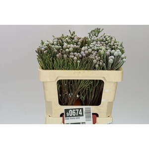 Kaaps Brunia Silver