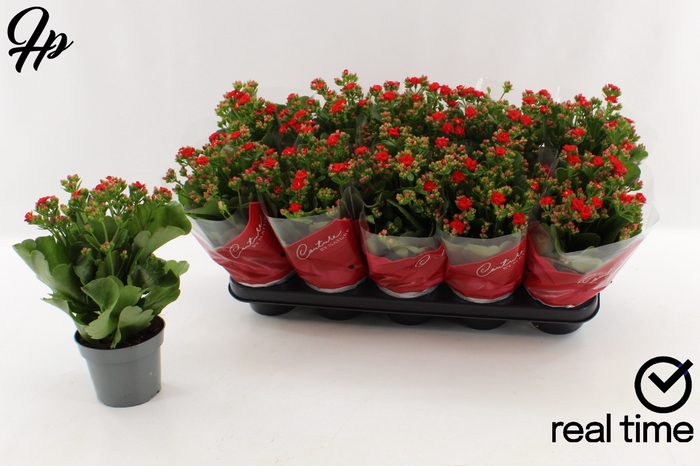 <h4>KAL GE PERFECTA RED</h4>