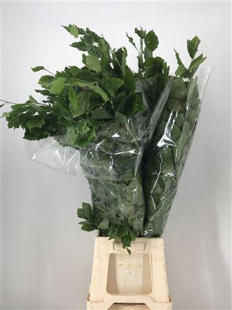 <h4>Fagus Sylvatica</h4>