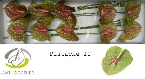 <h4>Anthurium Pistache</h4>