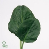 BERGENIA LEAF