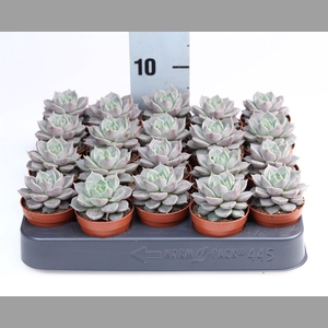 Echeveria   ...