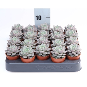 Echeveria   ...