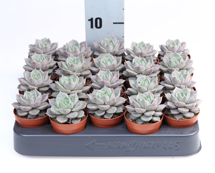 <h4>Echeveria   ...</h4>