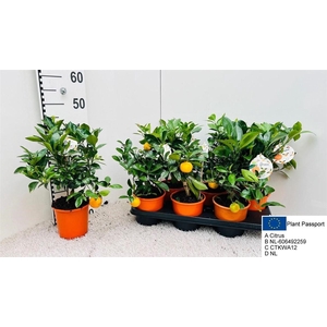 Citrofortunella x microcarpa