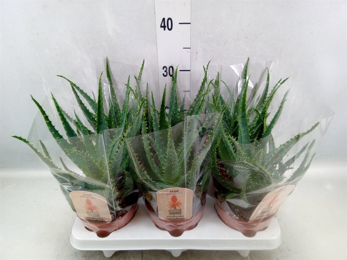 <h4>Aloe arborescens</h4>