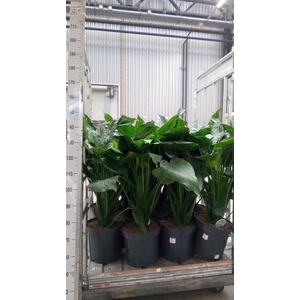 Alocasia cucullata