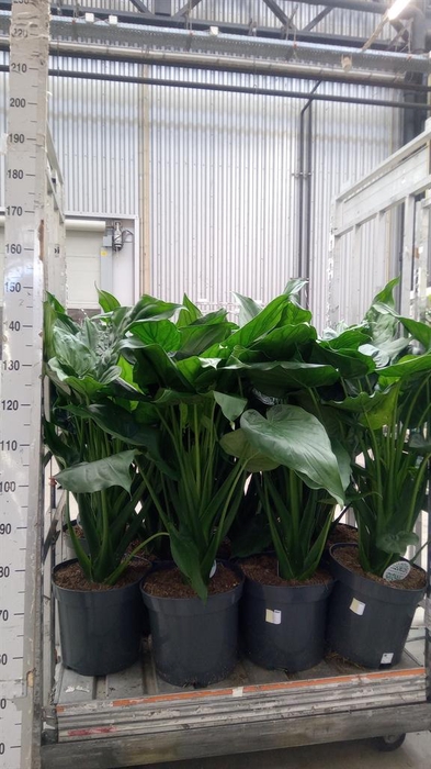 <h4>Alocasia cucullata</h4>