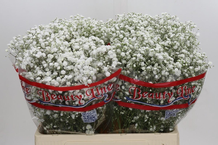 <h4>Gyps Xlence</h4>