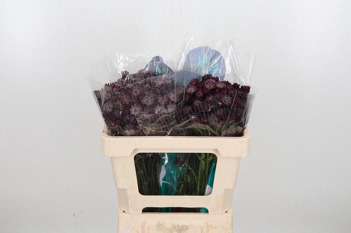 <h4>Astr Star Of Love</h4>